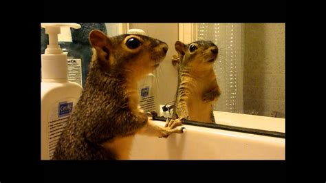 Squirrels Reflector 